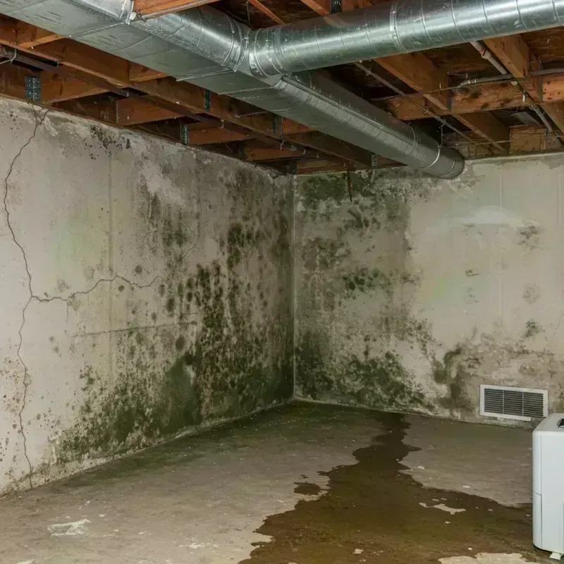 Professional Mold Removal in Earlville, IL